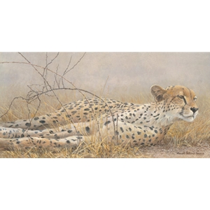 Londolosi Cheetah by Robert Bateman