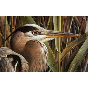 Lord of the Marshes - Blue Heron by wildlife portrait artist Carl Brenders