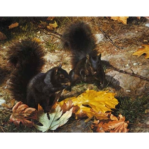 Northern Cousins - Black Squirrels by wildlife artist Carl Brenders