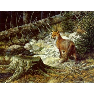 On the Alert - Red Fox by wildlife artist Carl Brenders
