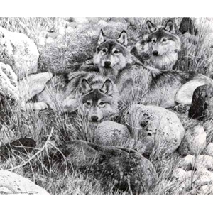 Study for One to One - Wolf by wildlife artist Carl Brenders