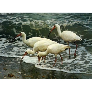 Shoreline Quartet - White Ibis by wildlife artist Carl Brenders