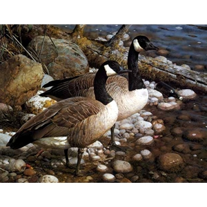 The Survivors - Canada Geese by wildlife artist Carl Brenders