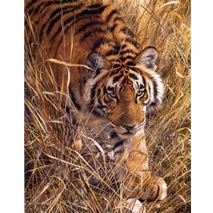 Tall Grass Tiger by wildlife artist Carl Brenders