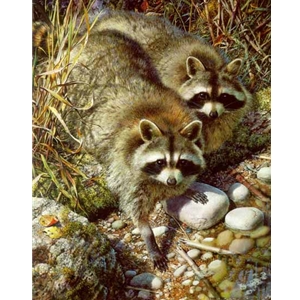 Waterside Encounter - Raccoons by wildlife portrait artist Carl Brenders