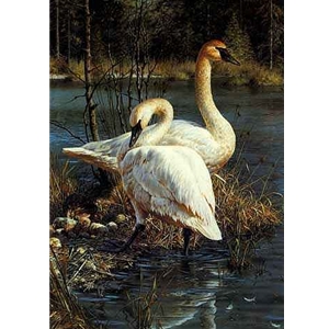 White Elegance - Trumpeter Swans by wildlife portrait artist Carl Brenders