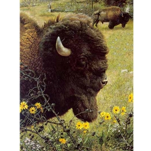 Witness of a Past - Bison by wildlife portrait artist Carl Brenders