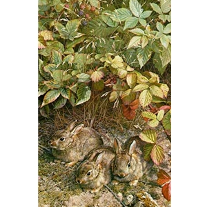 A Young Generation - Three Cottontail Rabbits by wildlife artist Carl Brenders