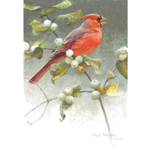 Cardinal and Snowberries by Robert Bateman
