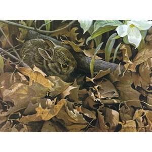 Among the Leaves - Cottontail by Robert Bateman