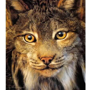 Spellbound - Portrait of Canadian Lynx by wildlife artist Carl Brenders
