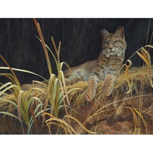 Riverbank Retreat - Bobcat by Robert Bateman