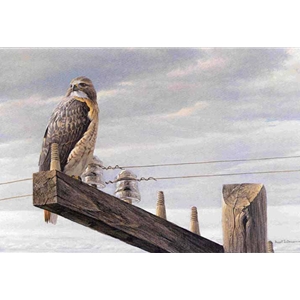 At the Roadside - Red-tailed Hawk by Robert Bateman