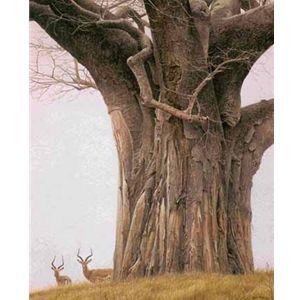 Baobab Tree and Impala by Robert Bateman