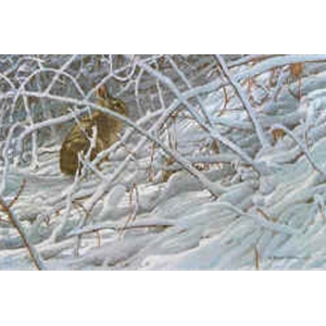 In the Brier Patch - Cottontail by Robert Bateman