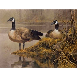 Canada Geese Nesting by Robert Bateman