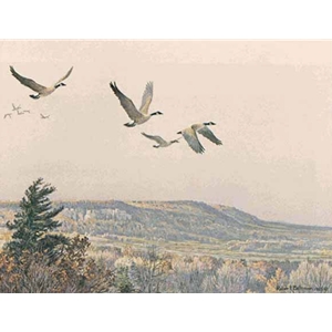 Canada Geese Over the Escarpment by Robert Bateman