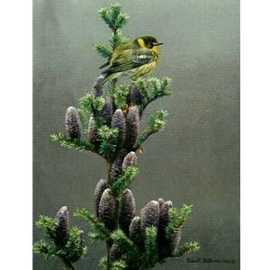Cape May Warbler and Balsam by Robert Bateman