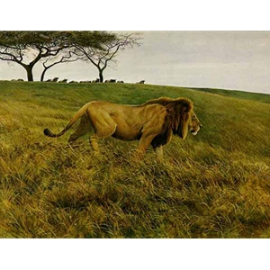 Lion and Wildebeest by Robert Bateman