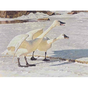 Courting Pair - Whistling Swans by Robert Bateman