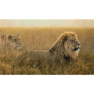 Lions in the Grass by Robert Bateman