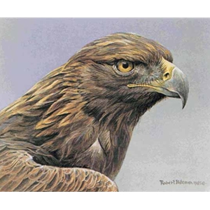 Golden Eagle Portrait by Robert Bateman