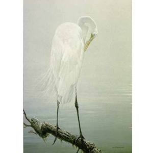 Great Egret Preening by Robert Bateman