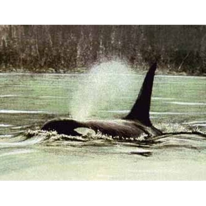 Fluid Power - Orca by Robert Bateman