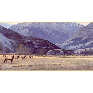 Gathering of the Herd - Elk by wildlife artist Brent Townsend