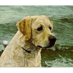Of the Finest Breed: Yellow Labrador by John Weiss