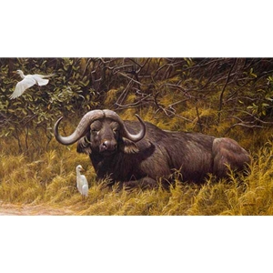 A Resting Place Cape Buffalo by Robert Bateman