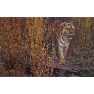 Tiger at Dawn by Robert Bateman