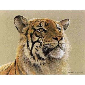 Tiger Portrait by Robert Bateman