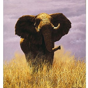 Tsavo Sentinel - Charging elephant by wildlife artist Simon Combes