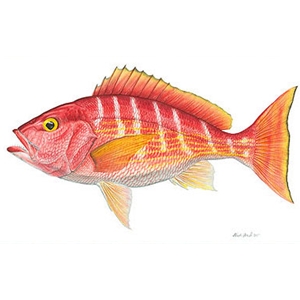 Silk Snapper by Flick Ford