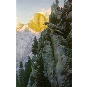 Return of the Falcon - Peregrine Falcon in Yosemite by Stephen Lyman