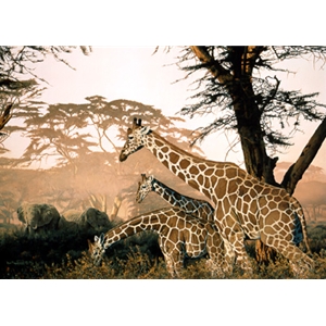 The High and the Mighty - Giraffes by wildlife artist Rod Frederick