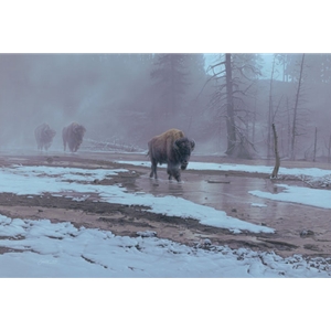 Yellowstone Procession by Daniel Smith