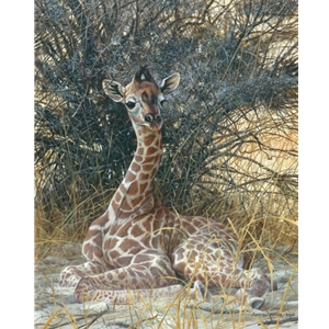 Hidden Treasure - Young Giraffe by wildlife artist Matthew Hillier