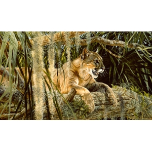 Creature Comforts - Cougar by wildlife artist Matthew Hillier