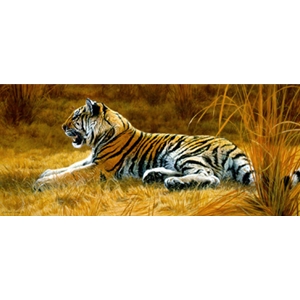Golden Dawn - Young Tiger by wildlife artist Matthew Hillier