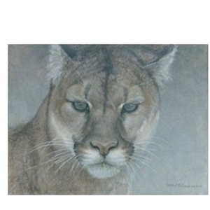 Intent - Portrait of Cougar by Robert Bateman