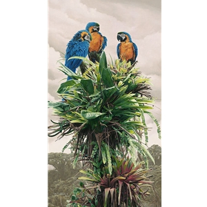 The Three Amigos blue & gold macaws by wildlife artist Rod Frederick