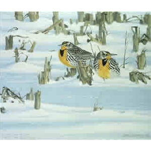 After the Blizzard - Western Meadowlarks by wildlife artist Lars Jonsson