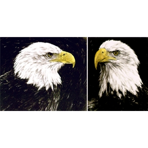 Bald Eagle Portraits (pair) by wildlife artist Chris Calle
