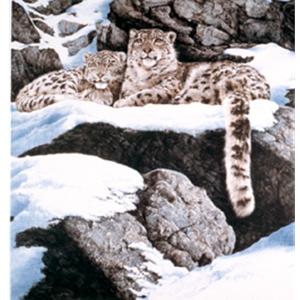 Brief Encounter - Snow Leopards by wildlife artist Chris Calle