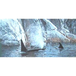 Deep Water - Orcas by wildlife artist Ron Parker