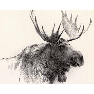 Bull Moose Stone Litho by Robert Bateman