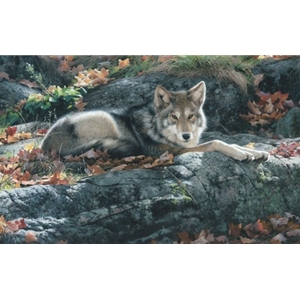 Cozy Ledge - Coyote by wildlife artist Patricia Pepin