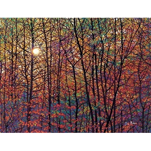 Autumn Sunburst fall colors by impressionist artist Tim Packer